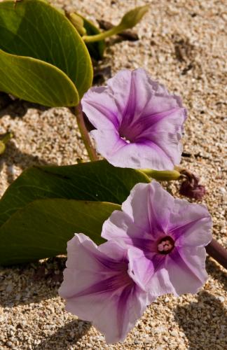 Ewa_Beach_2553_002_beach_blossom