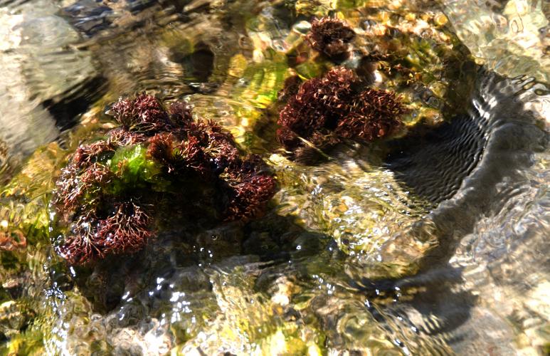 Ewa_Beach_2599_001_tidal pool