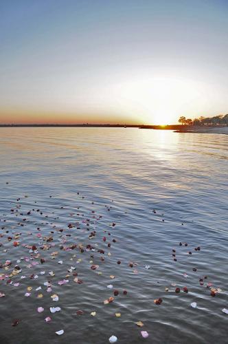 Petals on lake