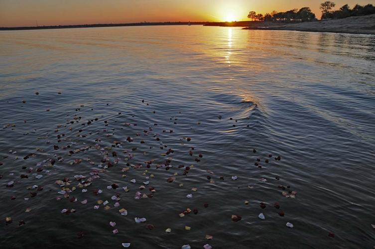 Petals on lake