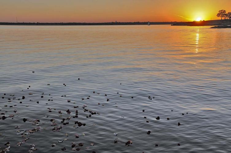 Petals on Lake-2