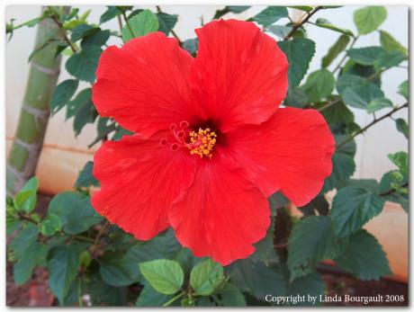 Christmas Hibiscus